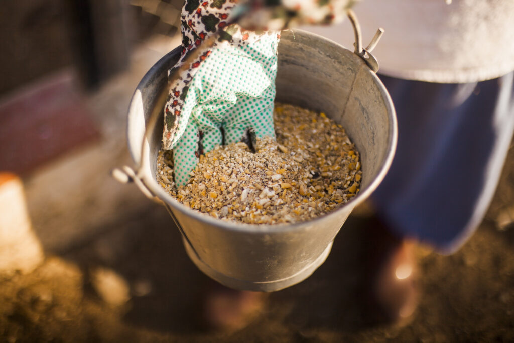 person-hand-holding-bucket-with-fodder